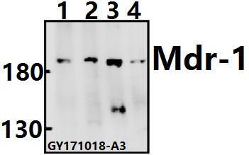 Western blot (WB) analysis of P-glycoprotein 1 (I583) polyclonal antibody at 1:500 dilution
Lane1:L02 whole cell lysate(40ug)
Lane2:HCT116 whole cell lysate(40ug)
Lane3:C6 whole cell lysate(40ug)
Lane4:CT26 whole cell lysate(40ug)