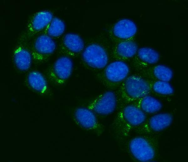 a00049 4 abcb1 primary antibodies if testing 2