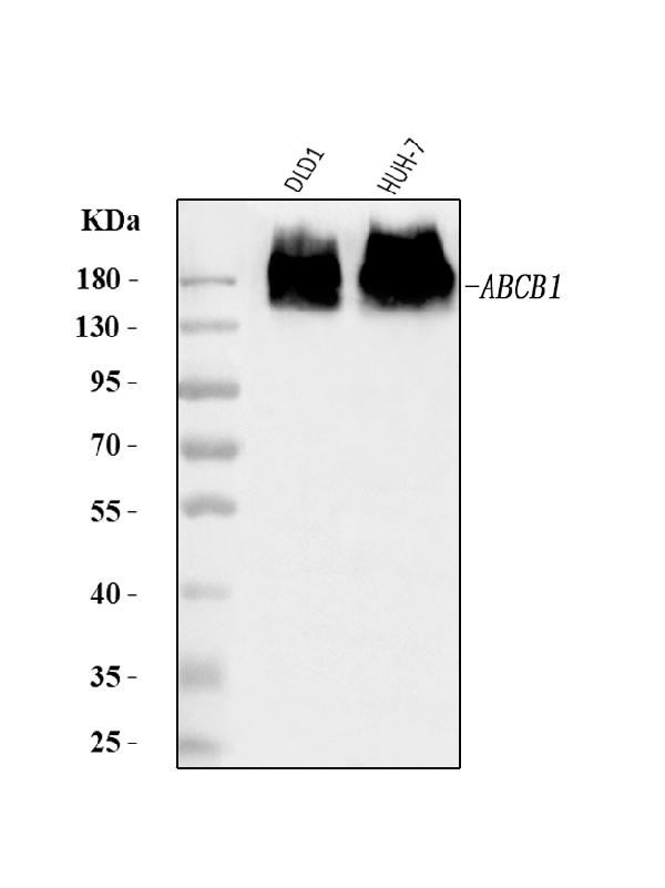 P Glycoprotein/ABCB1 Antibody