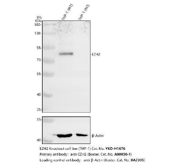 a00050 1 ezh2 primary antibodies wb testing 2