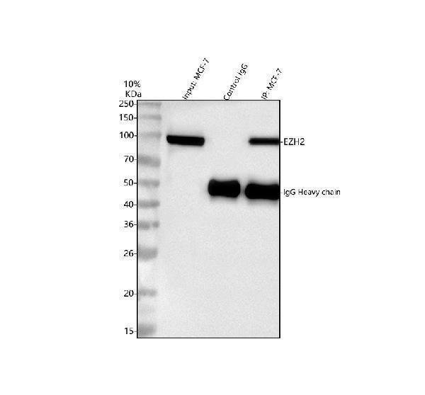a00050 1 kmt6 ezh2 primary antibodies ip testing 3