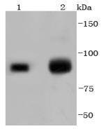 a00050 2 ezh2 primary antiboties wb testing 1