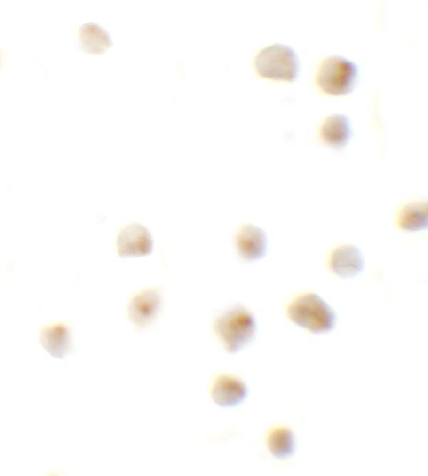 Immunocytochemistry of EZH2 in 293 cells with EZH2 antibody at 10 μg/mL