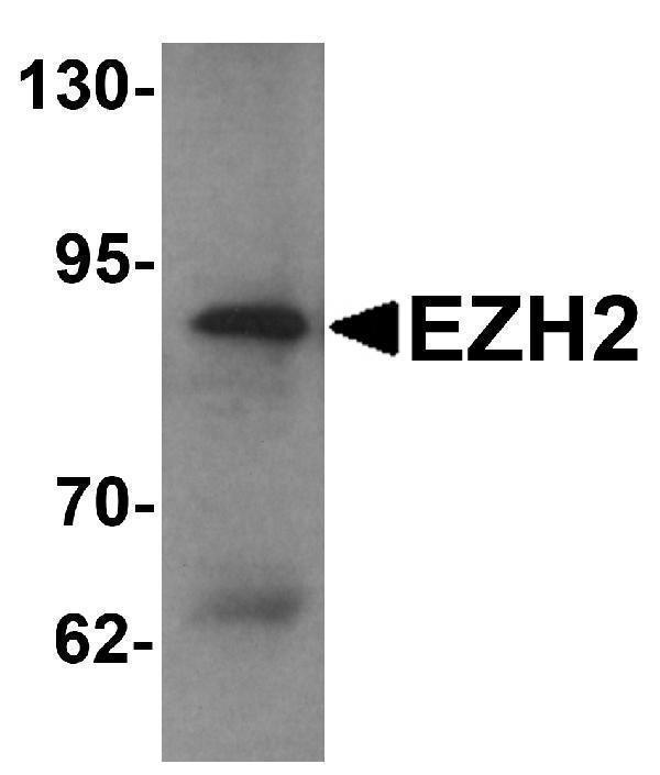 Western blot analysis of EZH2 in 293 cell lysate with EZH2 antibody at 1 μg/mL