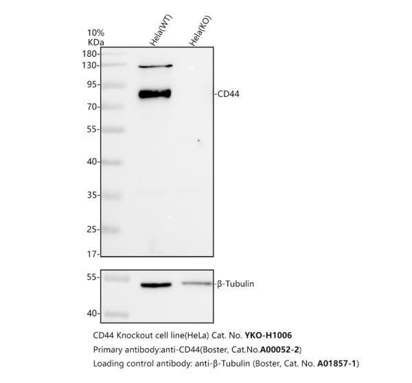 Western blot analysis of CD44 using anti-CD44 antibody (A00052-2)