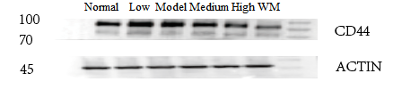 a00052 cd44 primary antibodies wb testing 2