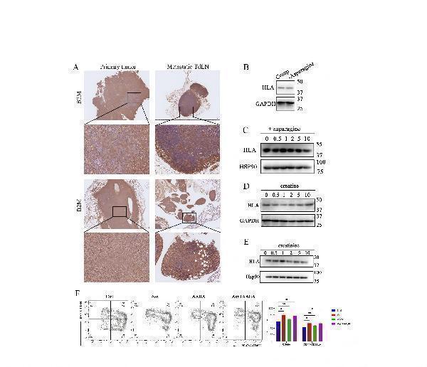 a00052 ijbsv21p6501s1_03
