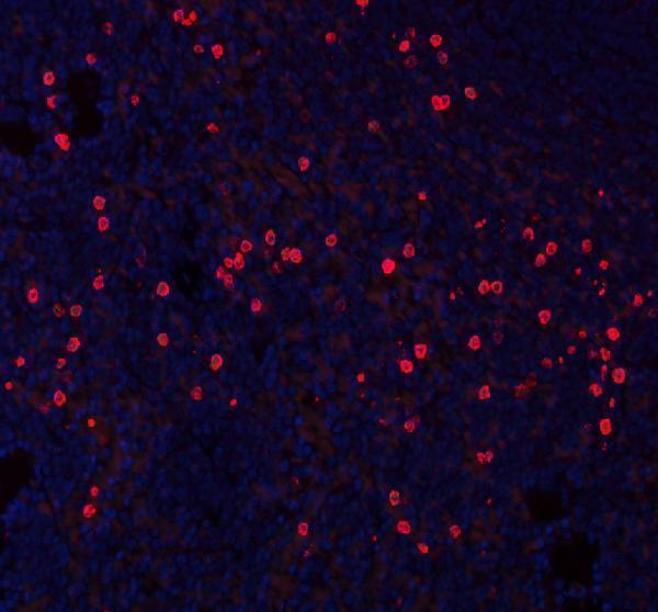 a00053 2 cxcl12 primary antibodies if testing 10