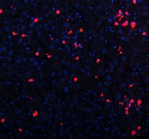 a00053 2 cxcl12 primary antibodies if testing 7