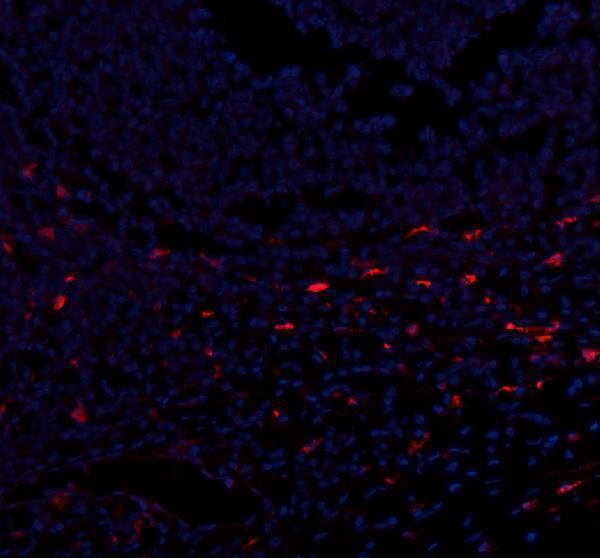 a00053 2 cxcl12 primary antibodies if testing 8