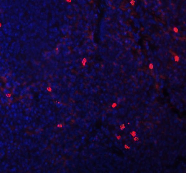 a00053 2 cxcl12 primary antibodies if testing 9