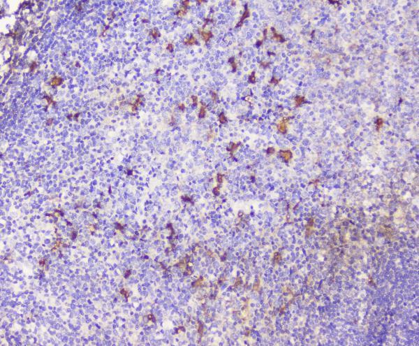 a00053 2 cxcl12 primary antibodies ihc testing 1