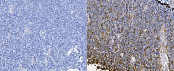 a00053 2 cxcl12 primary antibodies ihc testing 4