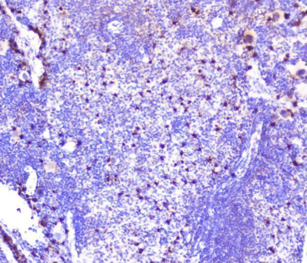 a00053 2 cxcl12 primary antibodies ihc testing 6_1