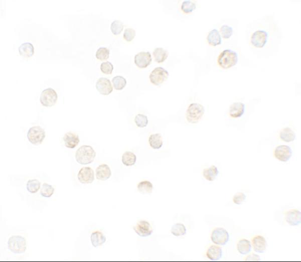 a00053 3 cxcl12 primary antibodies icc testing 2