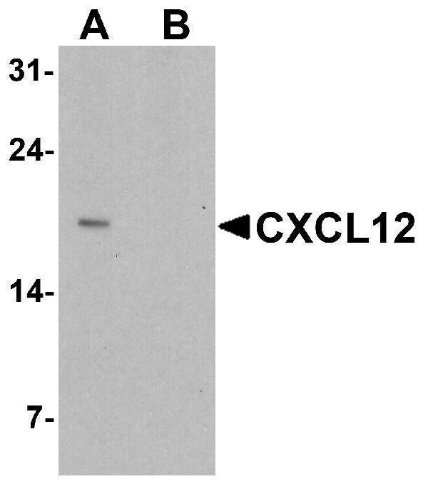 a00053 3 cxcl12 primary antibodies wb testing 1