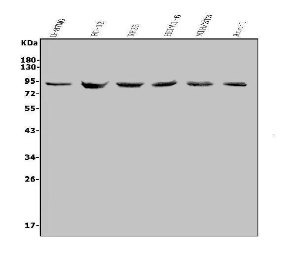 a00054 2 mdm2 primary antibodies wb testing 1