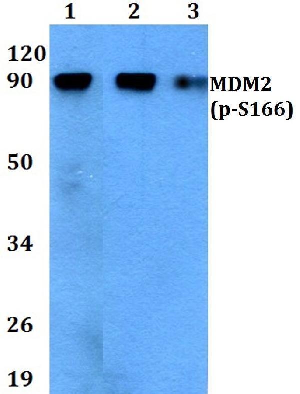 Western blot (WB) analysis of p-MDM2 (S166) polyclonal antibody at 1:500 dilution
Lane1:THP-1 cell lysate treated with EGF(0
