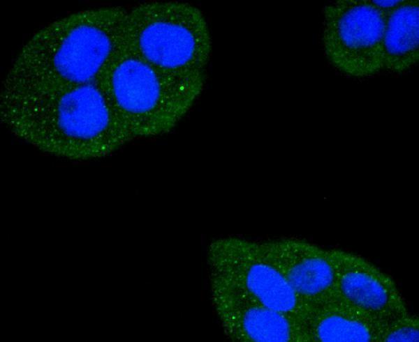 ICC staining Fas in Hela cells (green)
