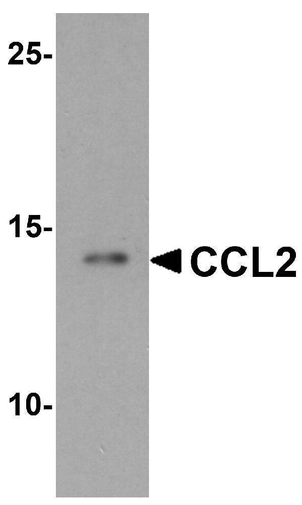 a00056 ccl2 primary antibodies wb testing 1