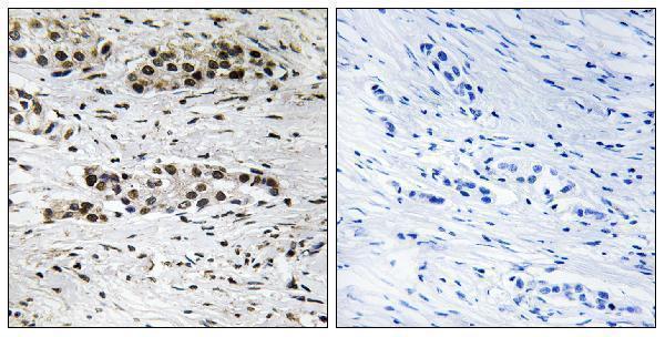 a00057s102 esr1 primary antibodies ihc testing 1