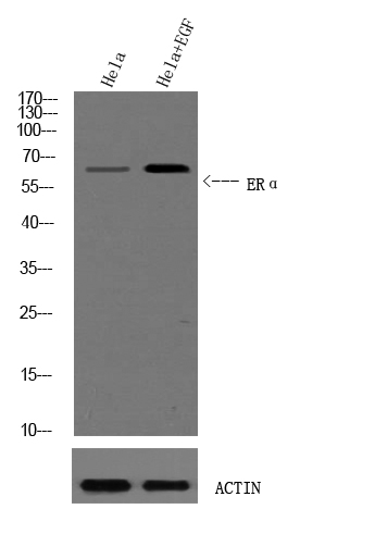 a00057s102 esr1 primary antibodies wb testing 2
