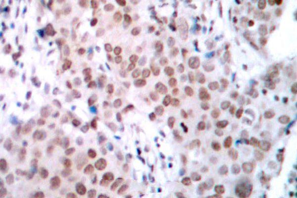 a00057s104 esr1 primary antiboties ihc testing 2