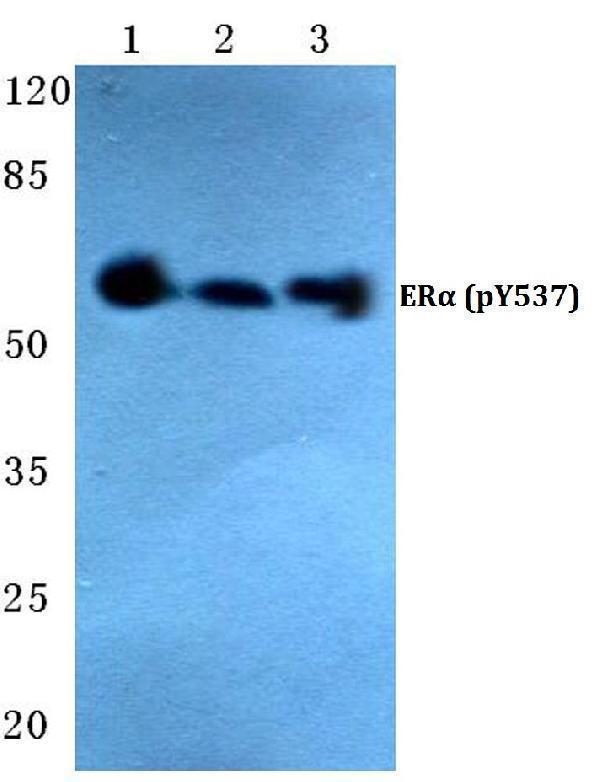 a00057y537 esr1 primary antiboties wb testing 1