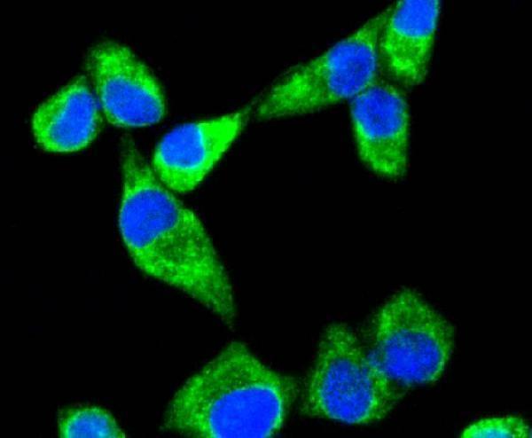 ICC staining Sonic Hedgehog Protein in Hela cells (green)