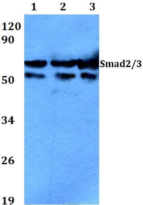 a00059 1 smad3 primary antiboties wb testing 1