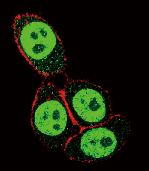 a00059 anti smad3 s208 antibody if testing 1