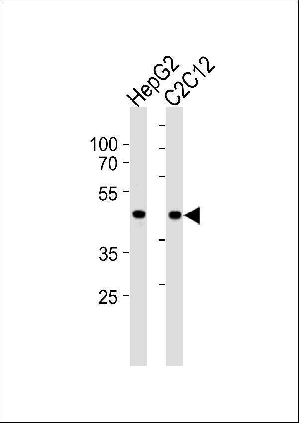 a00059 anti smad3 s208 antibody wb testing 2