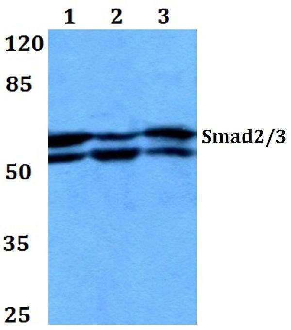 a00059s2 smad3 primary antiboties wb testing 1