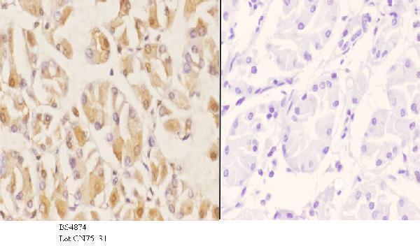 a00059s204 1 smad3 primary antiboties ihc testing 3