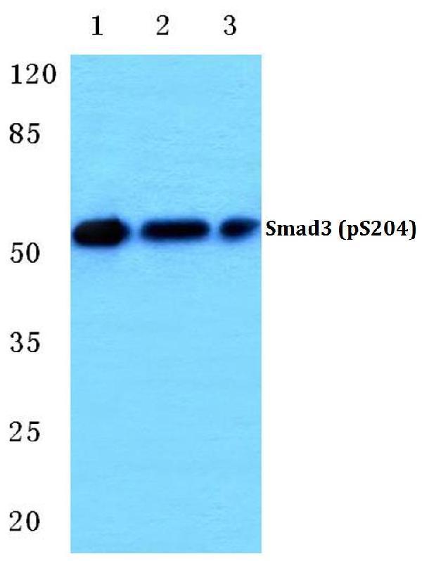a00059s204 1 smad3 primary antiboties wb testing 1