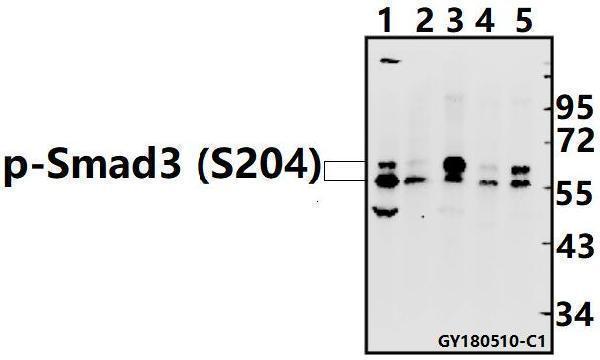 a00059s204 smad3 primary antiboties wb testing 1