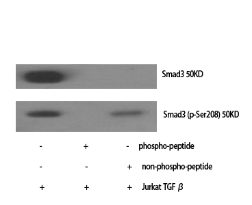 a00059s208 smad3 primary antibodies wb testing 2