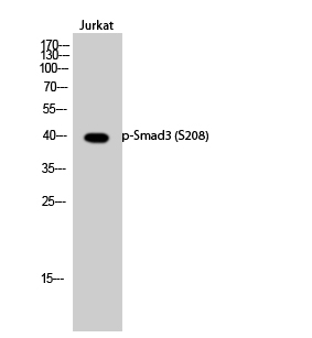 a00059s208 smad3 primary antibodies wb testing 3