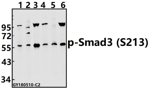 a00059s213 smad3 primary antiboties wb testing 1