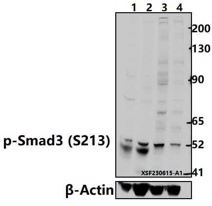 a00059s213 smad3 primary antiboties wb testing 2