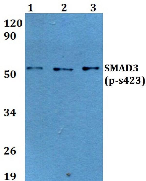 a00059s423 smad3 primary antiboties wb testing 1_1