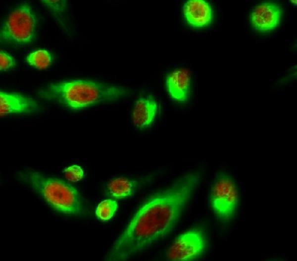 a00059s425 1 smad3 primary antibodies if testing 6