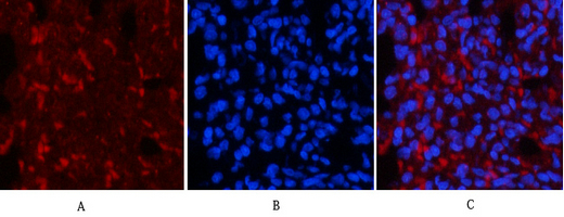 a00059s425 1 smad3 primary antibodies if testing 7