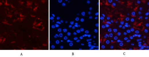 a00059s425 1 smad3 primary antibodies if testing 8
