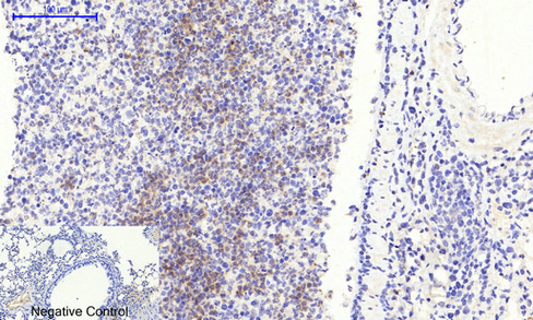 a00059s425 1 smad3 primary antibodies ihc testing 4