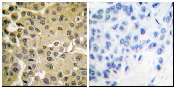 a00059s425 1 smad3 primary antibodies ihc testing 5