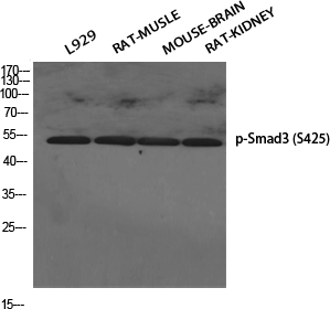 a00059s425 1 smad3 primary antibodies wb testing 2