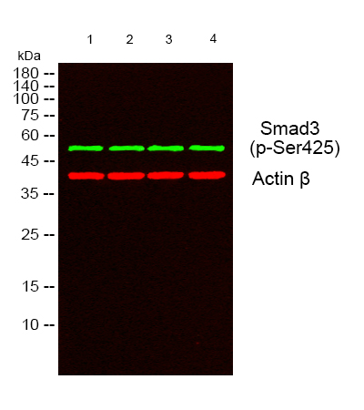 a00059s425 1 smad3 primary antibodies wb testing 3