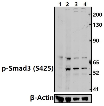 a00059s425 smad3 primary antiboties wb testing 1