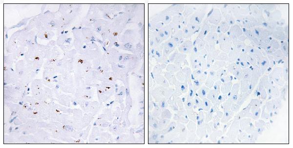 a00059t179 1 smad3 primary antibodies ihc testing 1